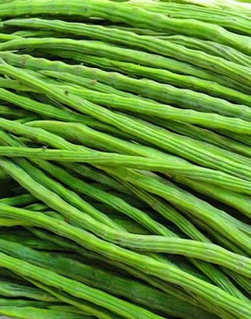 drumstickpusa chetri