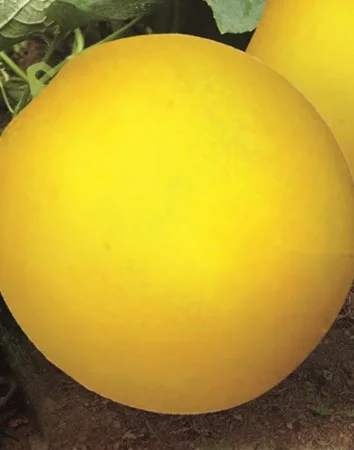 yellow round